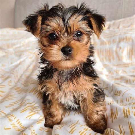 teacup yorkie puppies for sale in illinois|teacup puppies illinois.